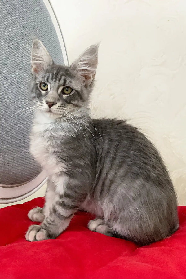 Gray tabby Maine Coon kitten named Eddy, playful and adorable in a cozy setting