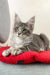 Gray tabby Maine Coon kitten named Eddy looking cute and playful