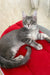 Gray tabby cat with pointed ears for Eddy Maine Coon Kitten product page