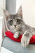 Gray tabby cat with ear tufts in the Eddy Maine Coon Kitten product