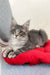 Gray tabby cat lounging on red cushion for Eddy Maine Coon Kitten product