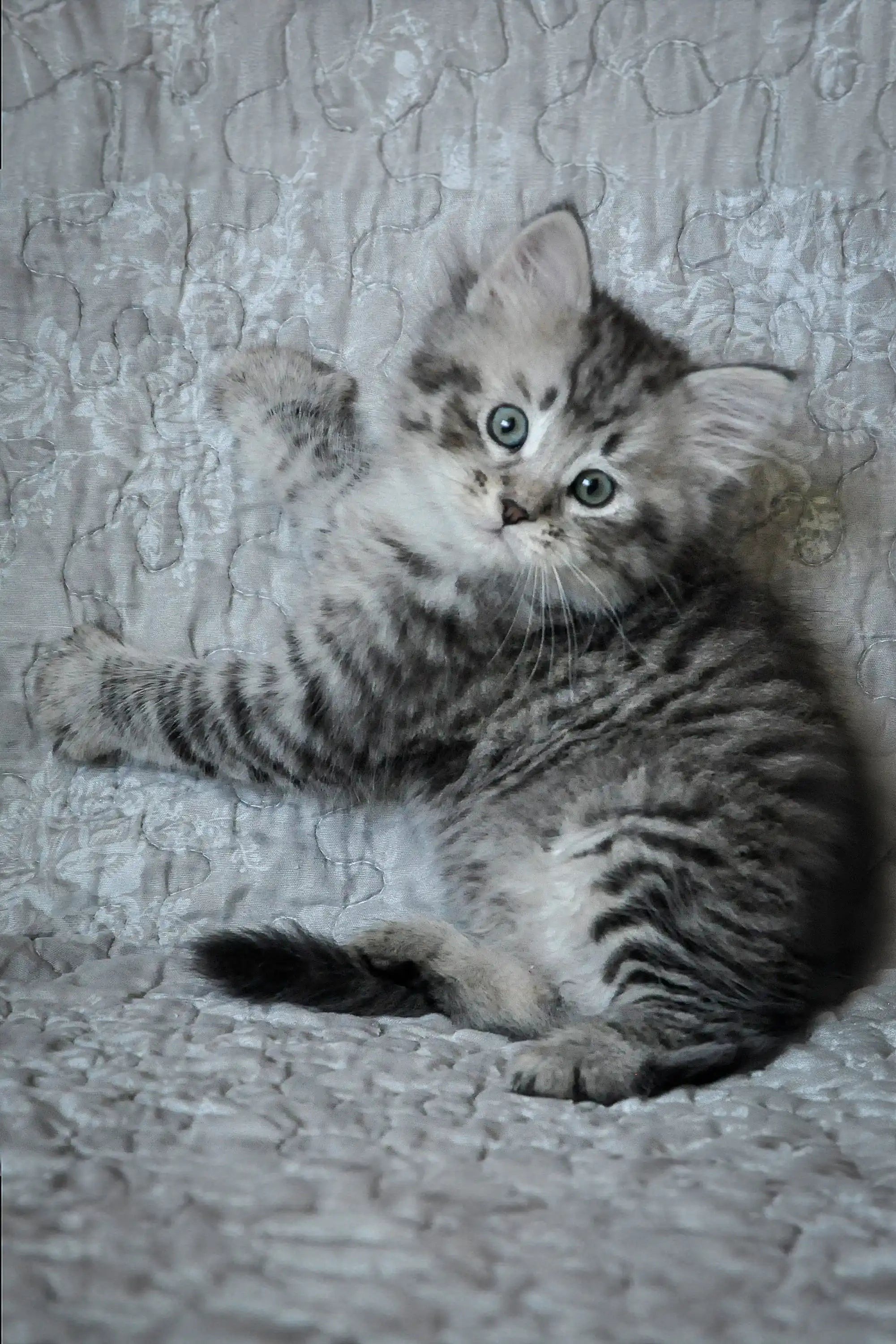 Kittens For Sale Еdelvejs Dubravushka | Siberian Kitten