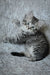 Fluffy gray tabby Siberian kitten with wide eyes, perfect for your home