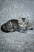 Fluffy gray tabby Siberian kitten with bright eyes on a cozy textured surface