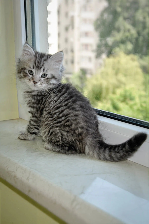 Fluffy tabby Siberian kitten lounging on a sunny windowsill