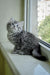 Fluffy gray tabby Siberian kitten relaxing on a sunny windowsill