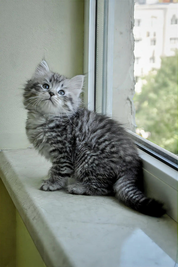 Fluffy gray tabby Siberian kitten relaxing on a sunny windowsill