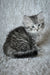 Adorable gray tabby Siberian kitten with fluffy fur and bright eyes