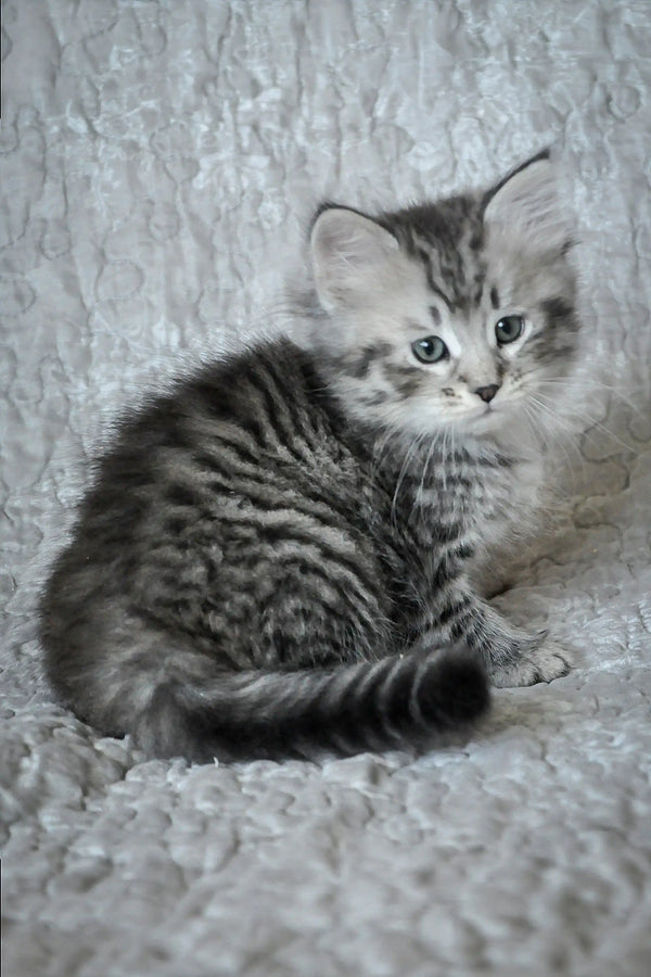 Adorable gray tabby Siberian kitten with fluffy fur and bright eyes
