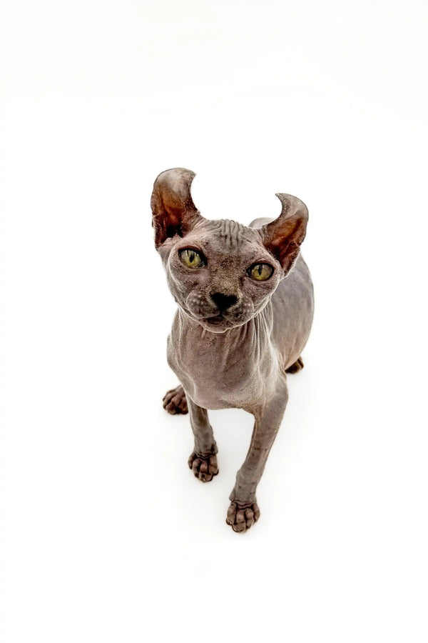 Hairless Elf Kitten with enchanting gold eyes and wrinkled skin, large ears