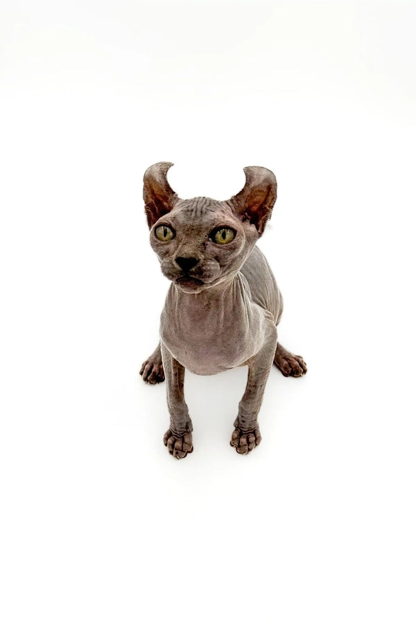 Hairless Sphynx elf kitten with large ears and enchanting gold eyes, showcasing its charm