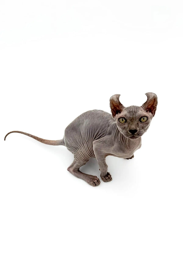 Hairless Sphynx Elf Kitten with enchanting gold eyes and wrinkled skin