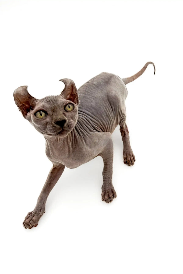 Hairless Sphynx Elf Kitten with enchanting gold eyes and wrinkled skin, ready to charm