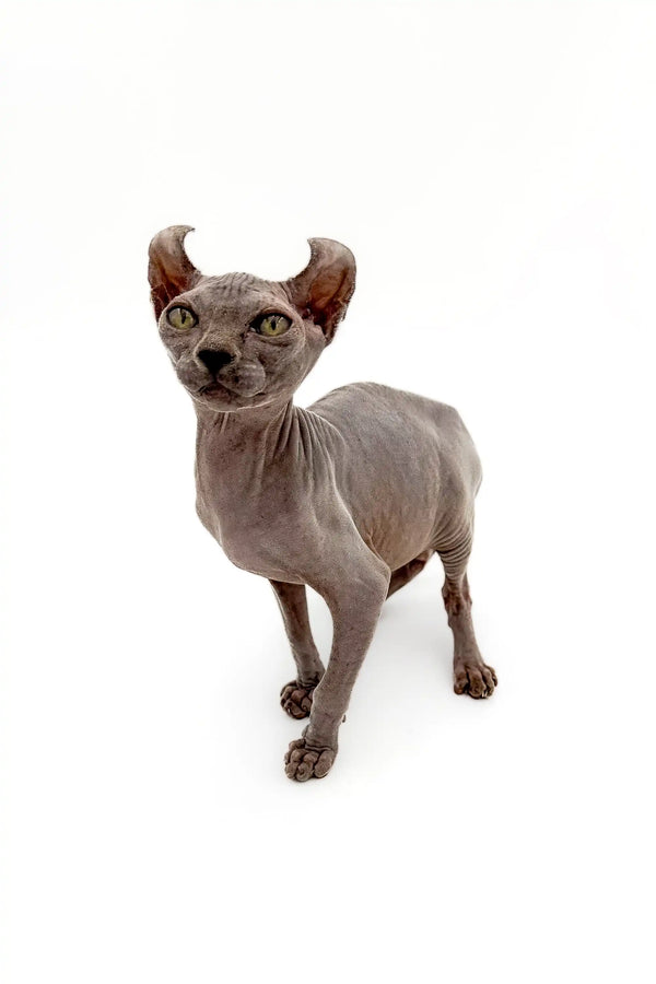 Hairless Sphynx cat with large ears and enchanting gold eyes, Edelweiss Elf Kitten