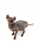 Hairless Sphynx Elf Kitten with enchanting gold eyes and wrinkled gray skin