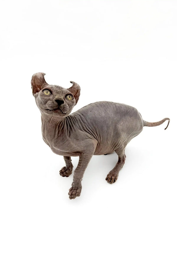 Hairless Sphynx Elf Kitten with enchanting gold eyes and wrinkled gray skin