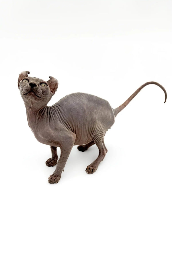Hairless Sphynx Elf Kitten with enchanting gold eyes and large ears standing alert