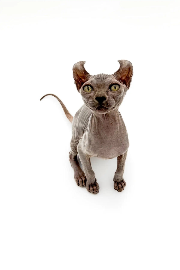 Hairless Sphynx Elf Kitten with enchanting gold eyes and wrinkled skin