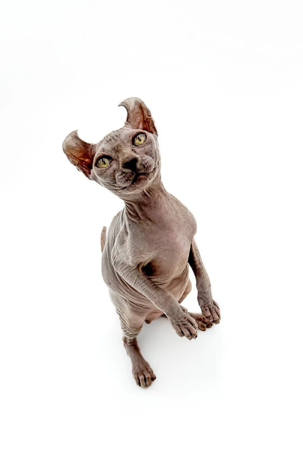 Curious Hairless Cat with Enchanting Gold Eyes from Edelweiss Elf Kitten Collection