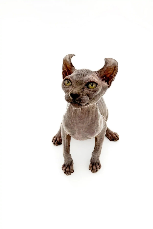 Edelweiss Elf Kitten with large ears and enchanting gold eyes, a unique Sphynx cat
