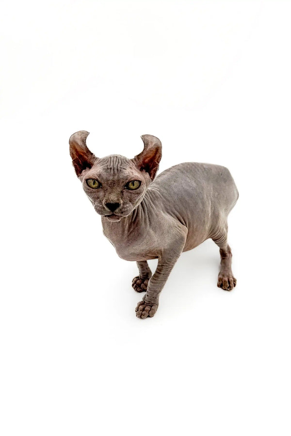Hairless Sphynx cat with enchanting gold eyes in Edelweiss Elf Kitten product