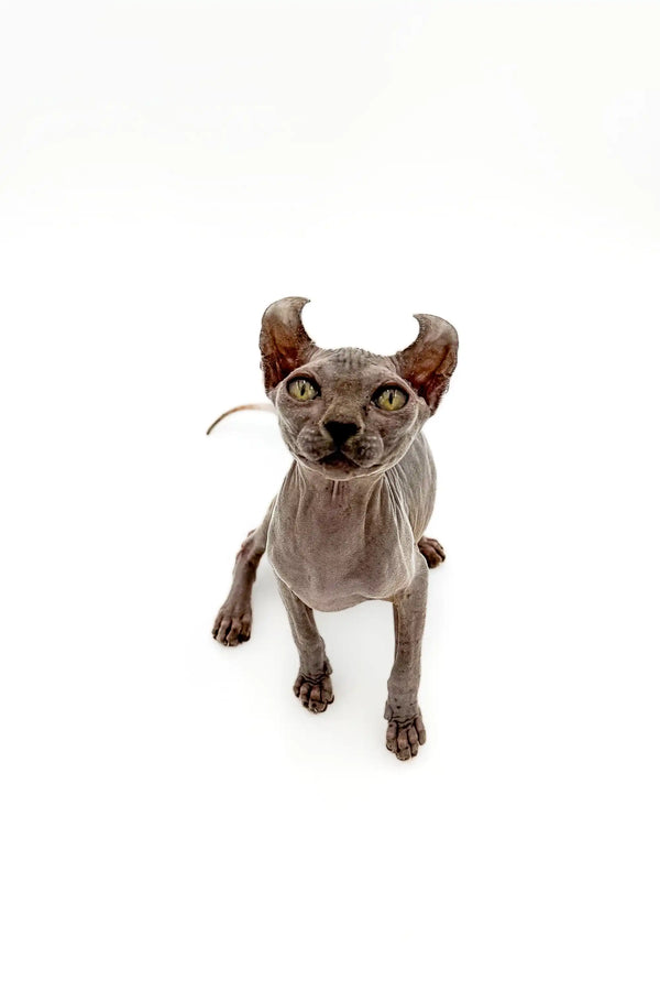 Hairless Sphynx Elf Kitten with large ears and enchanting gold eyes
