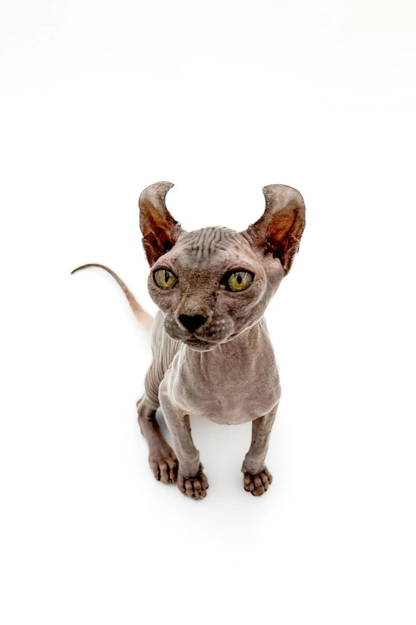 Hairless Sphynx Elf Kitten with enchanting gold eyes and big ears, perfect for cat lovers