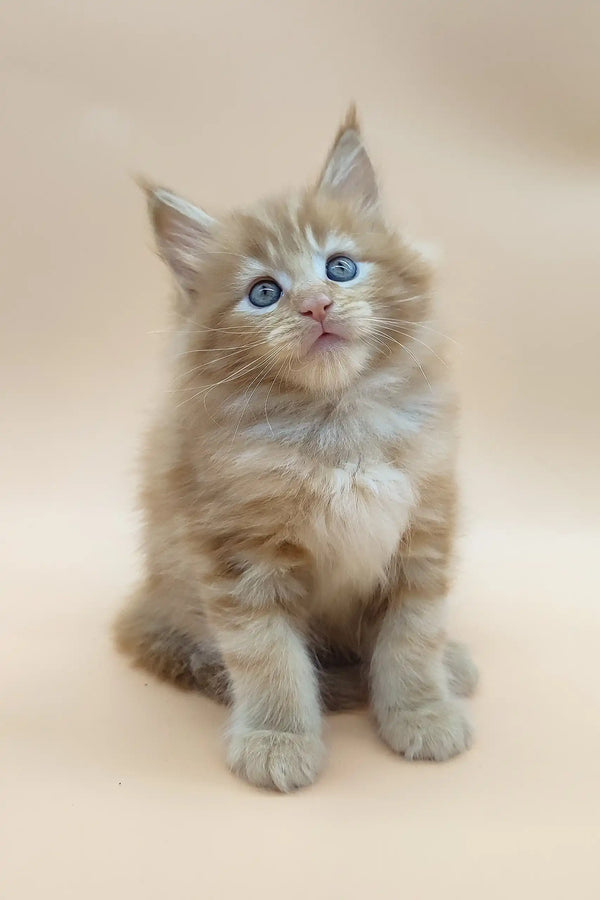 Adorable Edgar, a ginger Maine Coon kitten with beautiful blue eyes