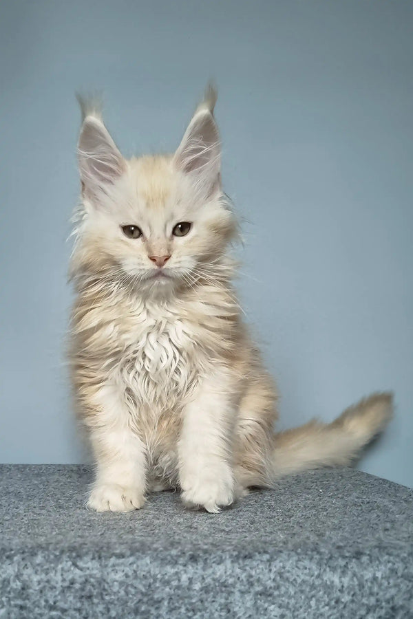 Cream-colored Maine Coon kitten named Edgar looking adorable and playful