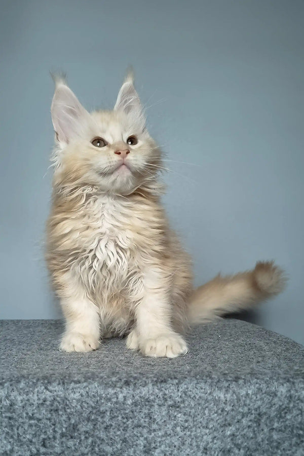 Adorable fluffy Maine Coon kitten named Edgar, perfect for pet lovers!