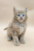 Cute Fluffy Ginger Kitten with Blue Eyes from Edgar Maine Coon Kitten collection