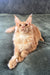 Cute Ginger Maine Coon cat named Edgar, perfect Maine Coon kitten for your home