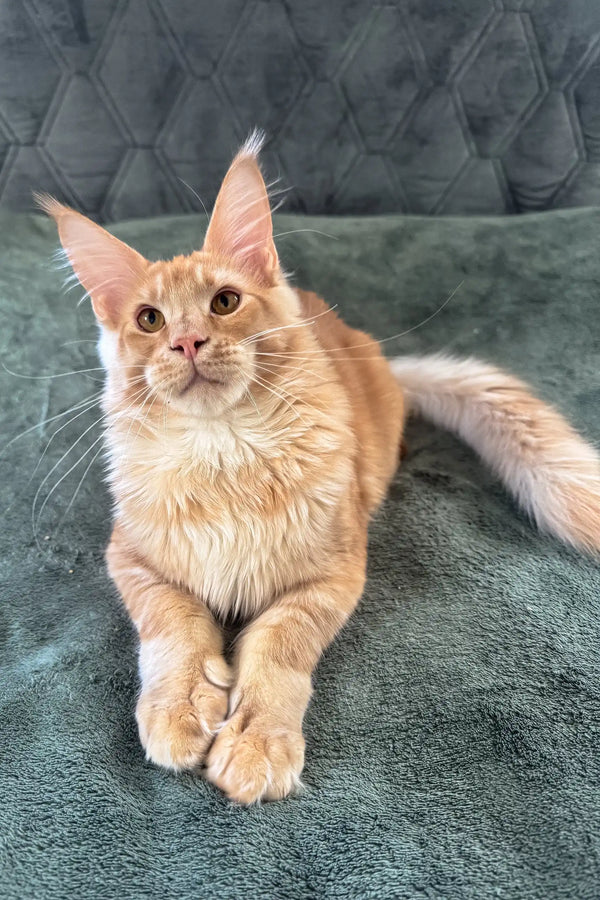 Adorable Orange Maine Coon cat named Edgar in the Maine Coon Kitten product lineup