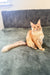 Cute Orange Maine Coon cat named Edgar, the adorable Maine Coon Kitten