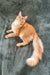 Orange Maine Coon cat Edgar, an adorable Maine Coon kitten ready for a new home