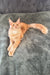 Adorable Orange Maine Coon cat named Edgar in the Maine Coon Kitten product