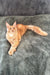 Cute Orange Maine Coon cat named Edgar in Maine Coon Kitten product display