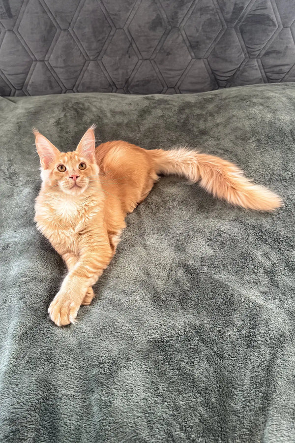 Cute Orange Maine Coon cat named Edgar in Maine Coon Kitten product display