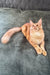 Adorable Orange Maine Coon cat named Edgar looking playful as a kitten