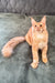 Cute Orange Maine Coon cat named Edgar in Maine Coon Kitten product display