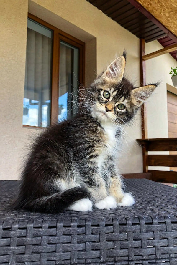 Fluffy Maine Coon kitten with large ears sitting on a woven surface