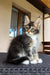 Fluffy gray and white Maine Coon kitten sitting upright with big ears