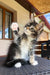 Fluffy Maine Coon kitten with raised paw reaching upward, cute and playful as ever