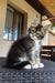 Fluffy gray and white Maine Coon kitten sitting on a woven surface