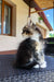 Fluffy gray and white Maine Coon kitten sitting on a textured surface