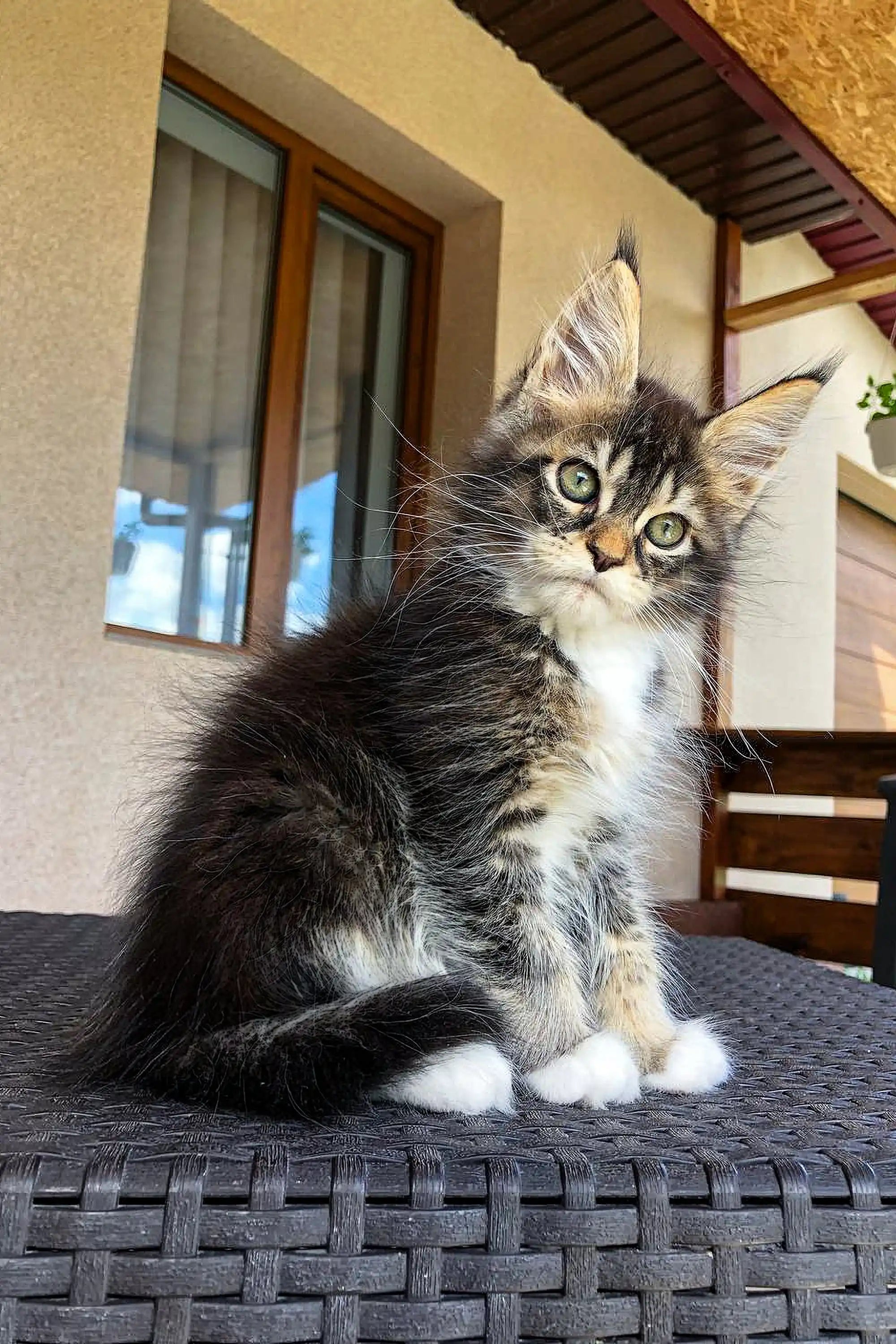 Maine Coon Kittens for Sale Edison | Kitten