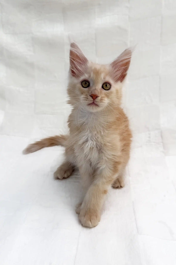 Adorable Ginger Maine Coon kitten named Edmund looking playful and fluffy