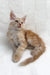 Ginger Maine Coon kitten named Edmund in a cute, playful pose