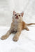 Ginger Maine Coon kitten named Edmund ready to be your new furry friend!