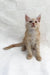 Light orange Maine Coon kitten named Edmund with cute pointed ears